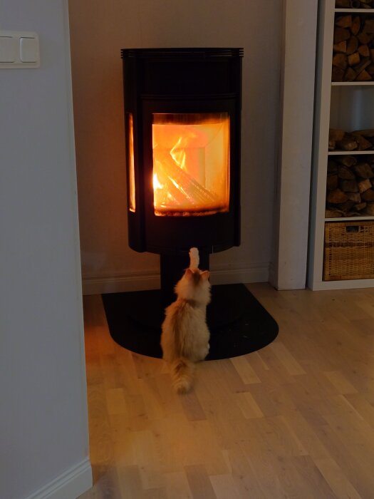 En liten kattunge rör vid handtaget på en braskaminslucka i ett vardagsrum, med ved staplad bredvid.