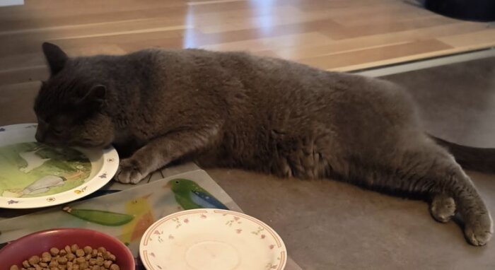 Grå katt ligger ner och dricker från en tallrik på ett bord.