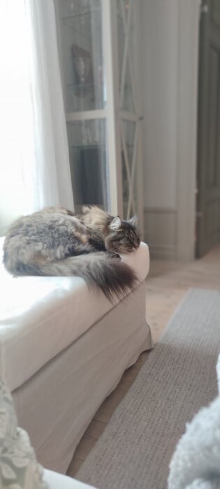 En katt sover på en vit soffa i ett ljust rum.