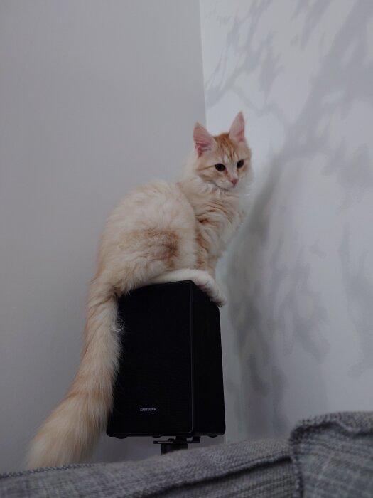 Ljus katt sitter ovanpå en svart högtalare, mot en vit vägg med mönstrade skuggor.