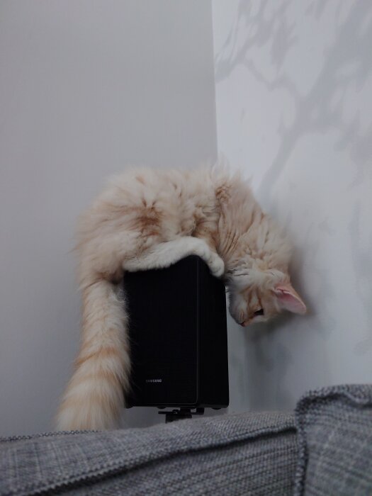 Sovande katt ovanpå en högtalare nära en vägg, med tassarna hängande över kanterna.