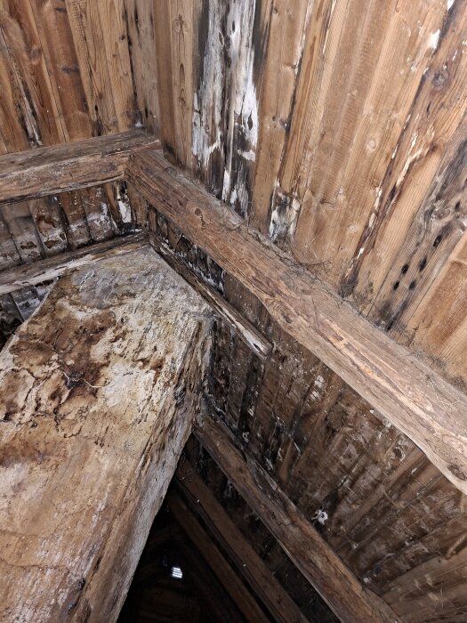 Trätak på vinden med fukt- och mögelskador.