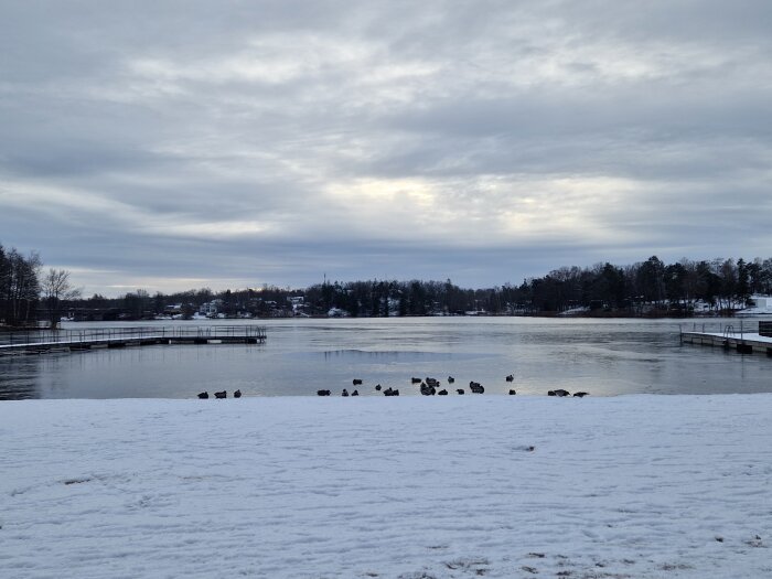 Snötäckt strand vid en sjö med flera ankor och bryggor, omgiven av träd och hus i bakgrunden under en molnig himmel.