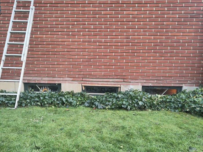 Röd tegelvägg med tre källarfönster och en stege lutad mot väggen, omgiven av murgröna. Gräsmatta i förgrunden.