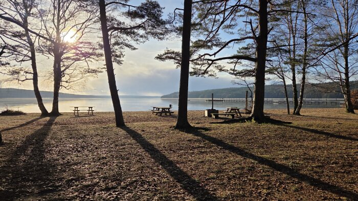 Solbelyst sjöstrand med picknickbord, träd och en brygga, omgiven av skog.