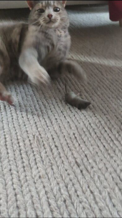 Katt leker med en leksaksmus på en matta.