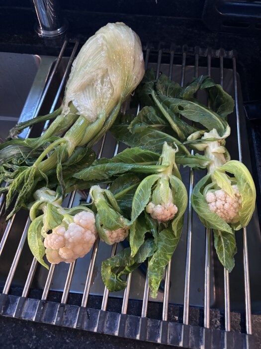 Miniblomkål och fänkål på ett grillgaller.