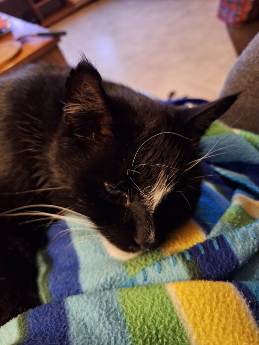 Svartvit katt ligger på en färgglad filt.