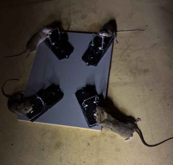 Fyra möss närmar sig fyra svarta musfällor placerade på en skiva.