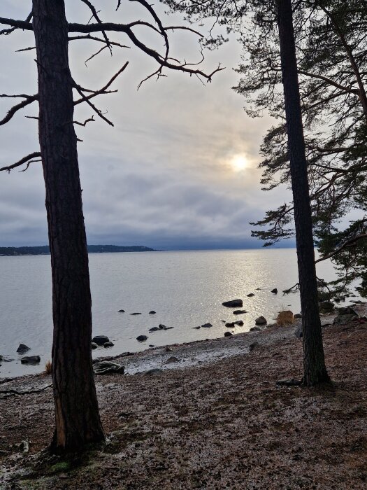 Två tallar vid en stenig kustlinje med molnig himmel och solnedgång över vatten i bakgrunden.