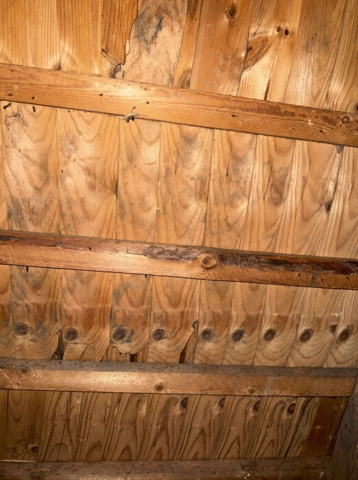 Trätak med synliga mörka fläckar och fuktmärken i ett gammalt hus från 1890-talet, med antydan till mögelväxt.