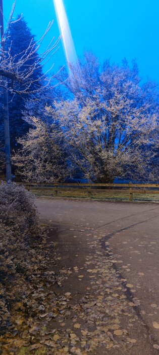 Träd med frostiga grenar vid en väg kantad av fallna löv, en lyktstolpe och ett träräcke i en kylig morgon eller kvällsmiljö.