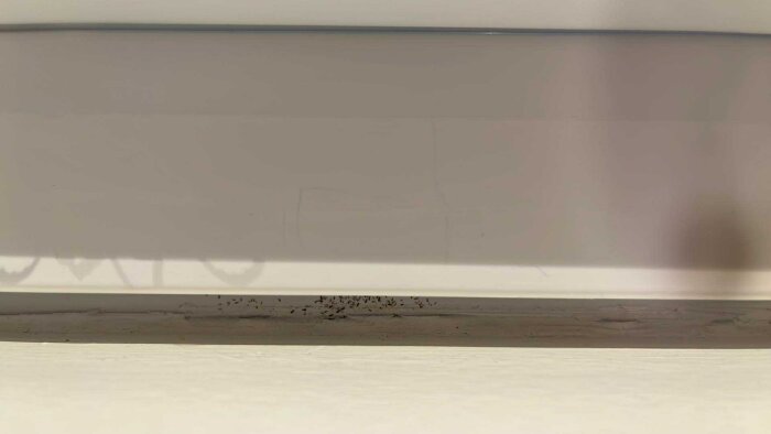 Insekter på fönsterbrädan under ett nyinstallerat fönster i ett hus från 1970.