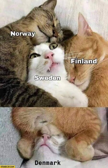 Fyra katter som ligger tätt intill varandra med länderna Norge, Sverige, Finland och Danmark märkta på dem.