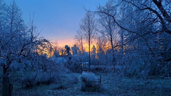 Vinterträdgård i gryning med snötäckta träd och en färgglad soluppgång i bakgrunden.