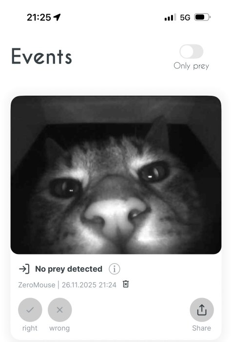 Närbild av en katts nos fångad av en ZeroMouse AI-modul som registrerar inga byten detekterade.