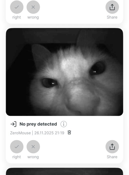 Närbild av en katts ansikte fångad av en AI-modul vid kattluckan, med texten "No prey detected" och datum.