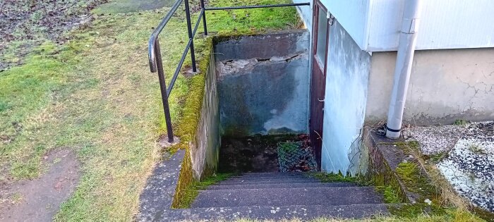 Källartrappa med mossbelagt betongtrappsteg och järnräcke, omgiven av växtlighet. Väggen har sprickor och dörren är av trä.