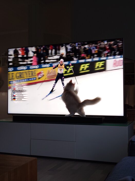 En skidåkare i världscupen på TV-skärmen med en katt som står framför och blockerar bilden.