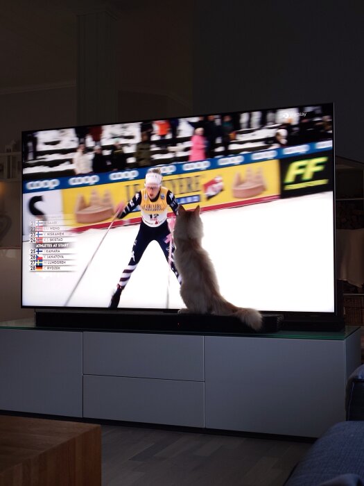 En katt sitter framför en TV som visar ett skidlopp, fascinerad av tävlingen på skärmen.