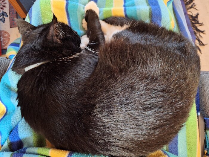 Svart och vit katt sover hopkrupen på ett knä täckt med en flerfärgad filt i ett hem.