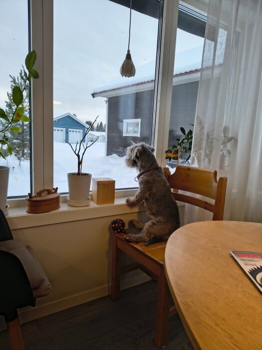 En hund sitter på en stol inomhus och tittar ut genom ett fönster på ett snötäckt landskap och garage.