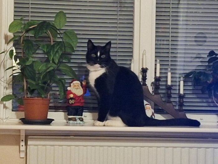 Svartvit katt sitter på fönsterbräda bredvid krukväxt och jultomteprydnad. Bakom syns ljusstake och fönster med persienner.