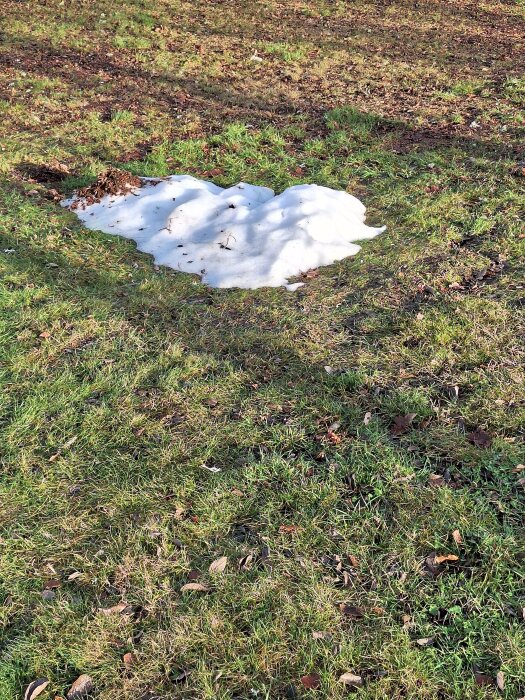 En liten snödriva smälter på en gräsplätt med vissna löv omkring i vårsolen.