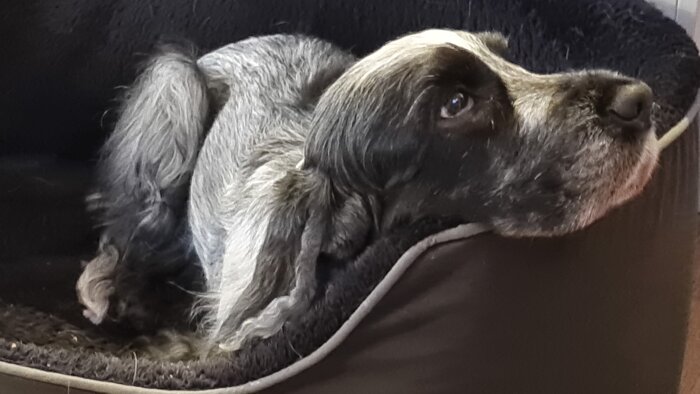 En hund ligger i en korg och tittar uppmärksamt framåt, kanske väntande på mat.