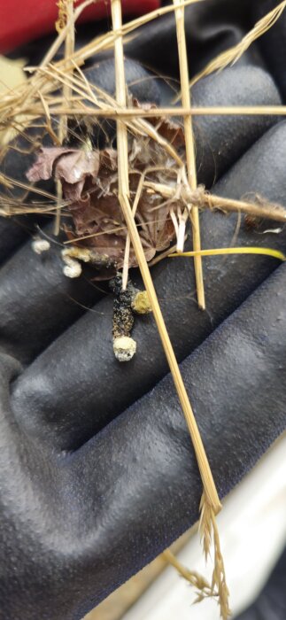 Torrt löv och strådelar på mörk yta med små vita kulor och svart avföring, troligen gnagarspillning, vid öppning på takfot.