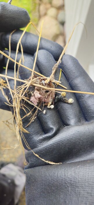 Hand i svart handske håller ett litet fågelbo av torrt gräs och löv, misstänkt djurbajshög syns.