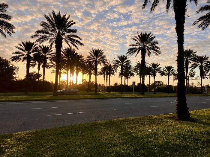 Solnedgång bakom rad av palmer vid en väg, med grön gräsmatta i förgrunden och en bil parkerad vid sidan av vägen.