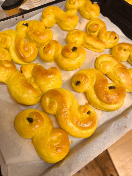 Lussebullar med saffran på en bakplåt, nybakade och gyllene.