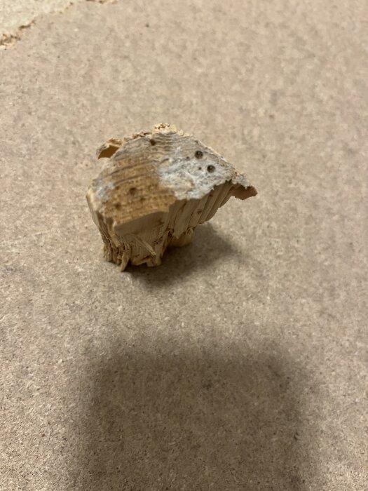 Träbit med möjliga mögelfläckar på undersidan, uppmätt fuktighet 17%, ligger på en golvyta.