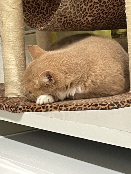 En orange katt vilar på ett klösträd i leopardmönster, ser lugn ut efter att ha gömt sig från en annan katt.