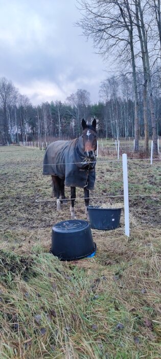Häst med täcke står i en hage med skog i bakgrunden. Två svarta hinkar syns framför i gräset.