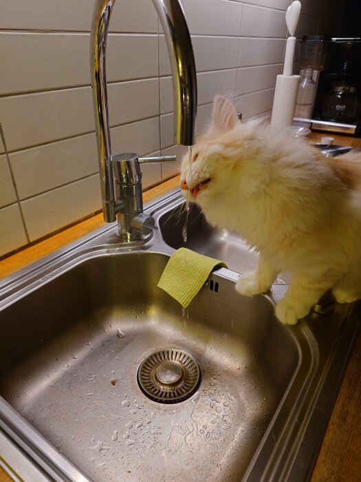 Katt dricker vatten från kökskran över diskbänk.