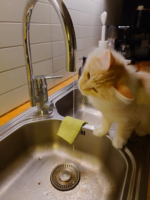 Katt dricker vatten från kökskran, en orangevit katt balanserar vid en diskbänk med vattenstrålen som rinner ner.