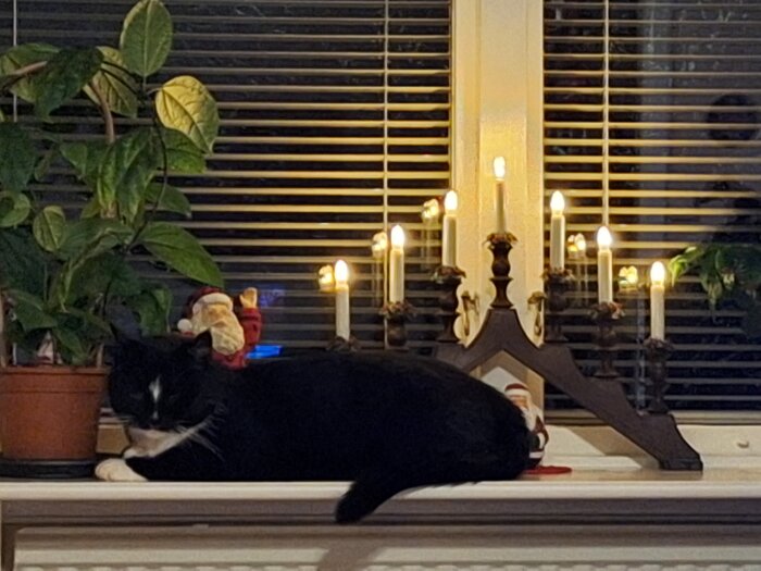 En tänd adventsstake står i ett fönster, bredvid en krukväxt. En svartvit katt ligger på fönsterbrädan.