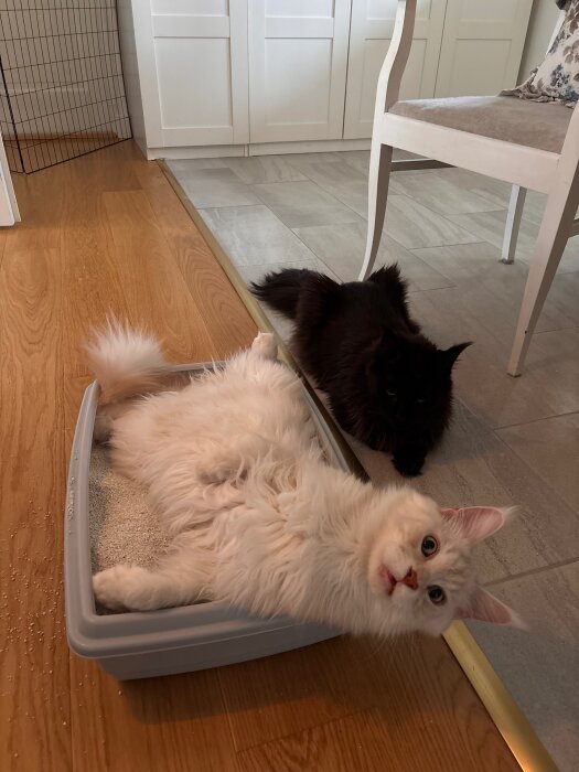 Vit katt ligger på rygg i en kattlåda fylld med ny sand, medan en svart katt ligger bredvid på golvet.