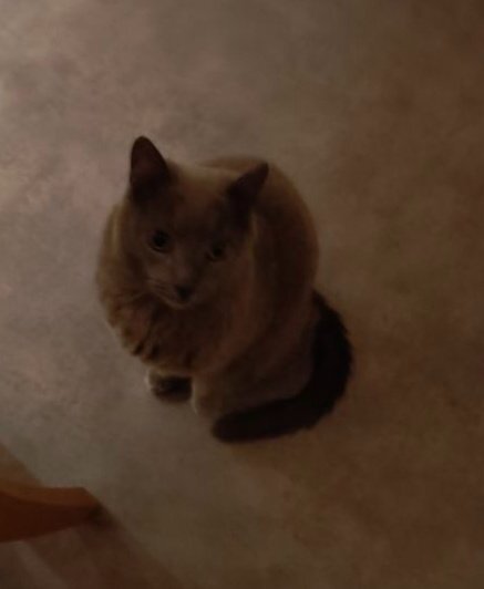 En katt sitter på golvet och tittar uppåt, ser nyfiken ut i ett rum bredvid en hall.