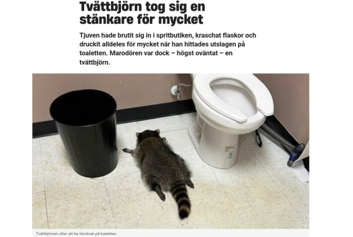 En tvättbjörn ligger utslagen på ett badrumsgolv bredvid en toalettstol och en papperskorg.