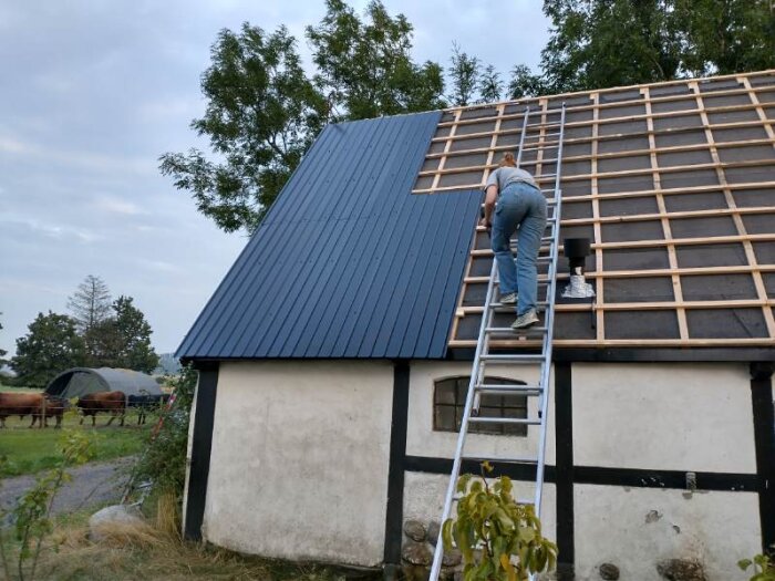 Person på stege renoverar tak med nya blå plåtskivor ovanpå trästommen av ett hus. Träd och betande djur i bakgrunden.