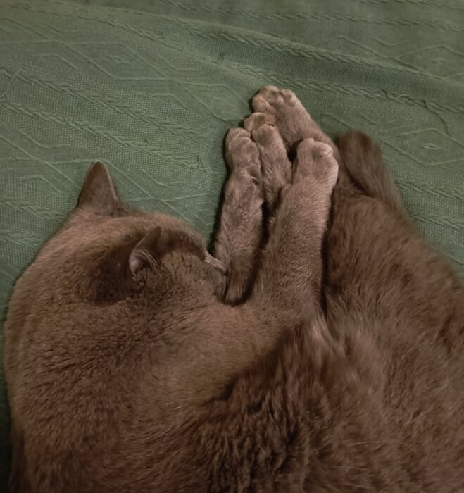 Sovande katt med ihopsamlade fötter och svans på en grön filt.