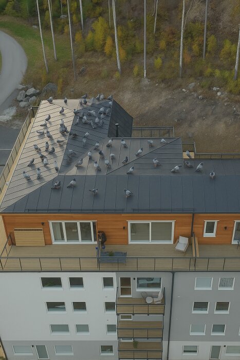 Fåglar på ett platt tak ovanpå en flerbostadsbyggnad med skog i bakgrunden. En person står på en balkong.