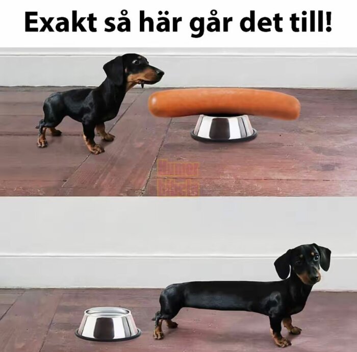 Dachshund i två bilder, först med en korv formad som hundens kropp, sedan med förlängd kropp bredvid tom skål. Text: "Exakt så här går det till!