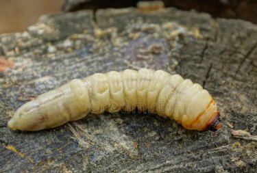 En larv på en träyta, beige och segmenterad kroppsstruktur som används för att beskriva en liknande larv i forumdiskussionen.