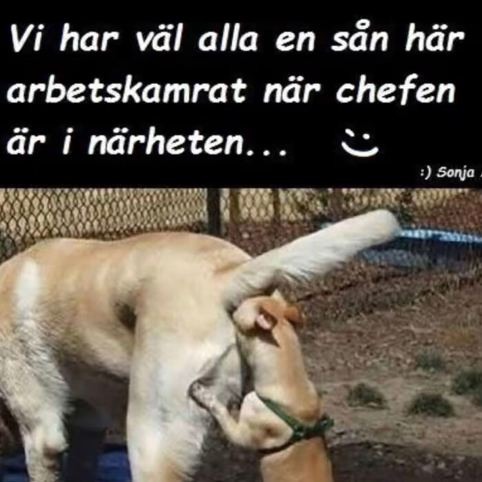 Hund som står under en annan större hunds mage i en humoristisk bild med text om arbetskamrater.