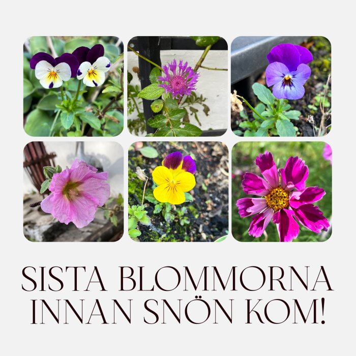 Sex olika blommor i närbild på hösten, inklusive penséer och en rosa klocka, med texten "Sista blommorna innan snön kom!