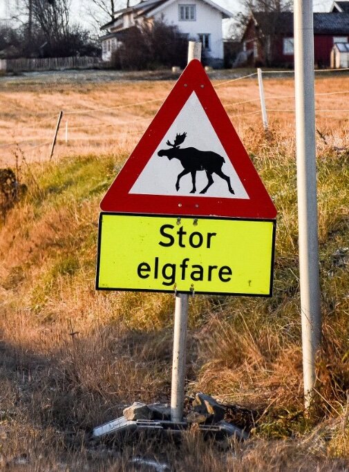 Vägskylt i Norge med text "Stor elgfare" och en bild av en älgvarningstriangel, placerad i en landsbygdsmiljö.